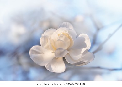 Opened White Magnolia Blossom Outdoor With Soft Background. Sympathy Card Design With Copy Space