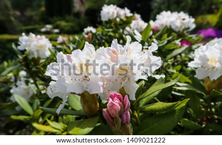 Opening of beautiful white flower of Rhododendron Cunningham's White in spring garden. Gardening concept