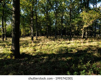 Opening In A Beech Forest In Denmark