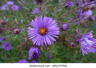 Opening Buds And Big Purple Flower Of New England Aster In October