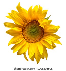 Opening sunflower isolated on white background. Yellow flower