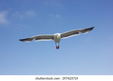 Opening wings
