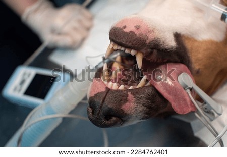 In the operating room, the dog sleeps under deep anesthesia during the surgical treatment. The dog was intubated with a tube and connected to a gas anesthesia and artificial lung ventilation machine. Сток-фото © 