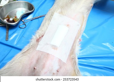 Operating Wound On Abdomen By Dog