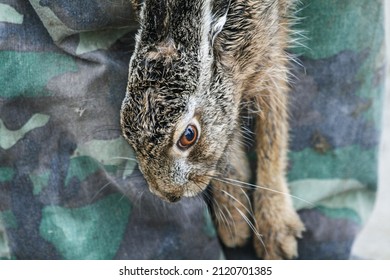 Operator Or Breeder Holds An European Brown Hare To Check The Health Of The Wild Animal - Scientific Researcher Handling The Wild Animal Outdoors - Scientific Research And Wildlife Protection