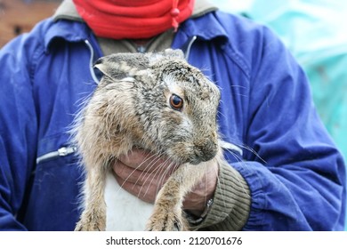 Operator Or Breeder Holds An European Brown Hare To Check The Health Of The Wild Animal - Scientific Researcher Handling The Wild Animal Outdoors - Scientific Research And Wildlife Protection