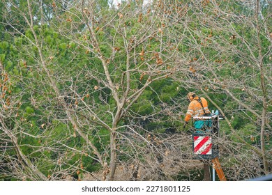 operator cutting branches of a tree