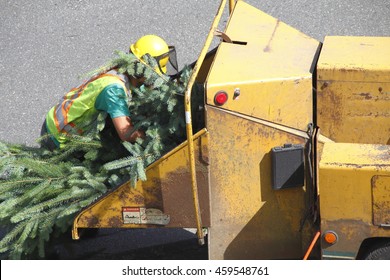 An Operator Loads Tree Branches Into A Wood Chipper.