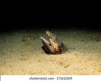 Ophichthus Ophis (Spotted Snake Eel)