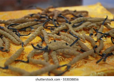 Ophiocordyceps Sinensis, Chong Cao