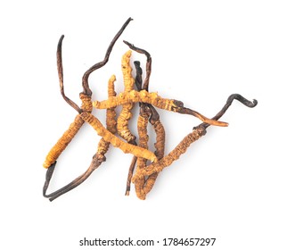 Ophiocordyceps Sinensis Isolated On White Background