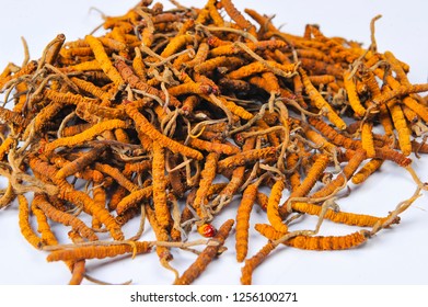 Ophiocordyceps Sinensis Or Yarsa-gumba, Is An Entomopathogenic Fungus In The Family Ophiocordycipitaceae. It Is Mainly Found In The Meadows Above 3,500 Meter In The Himalayan Regions Of Nepal