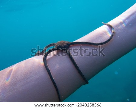 An Ophioderma longicauda walking on a woman's arm, common brown brittle star on the body of a woman