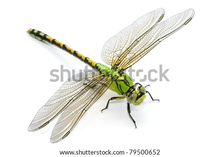 Ophiogomphus cecilia. Green Snaketail dragonfly on a white background.