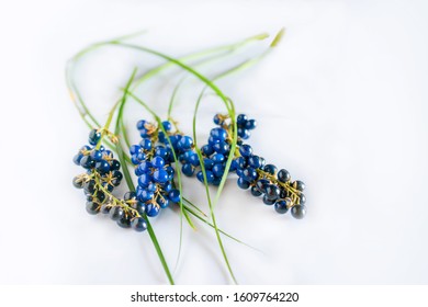 Ophiopogon japonicus leaves and blue fruit isolated on a white background.