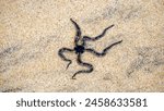 Ophiothrix fragilis (common brittle star, hairy brittle star, Asteria cuvieri, Ophiocoma minuta). This animal is extremely variable in colouration, ranging from violet, purple or red to yellow