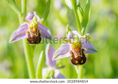 Ophrys apifera, bee orchid wildflower