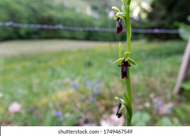 Ophrys Insectifera, The Fly Orchid, Is A Species Of Orchid And The Type Species Of The Genus Ophrys. It Is Remarkable As An Example Of Sexually-deceptive Pollination.