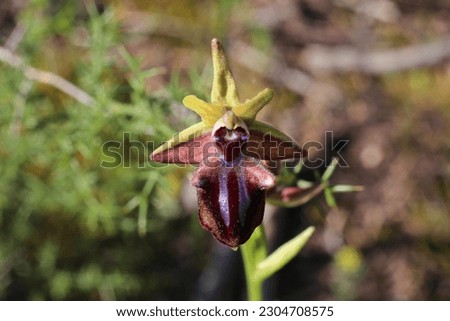 Ophrys mammosa, Early Spider Orchid. Wild plant shot in spring.