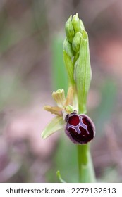 Ophrys provincialis terrestrial orchid photographied in macro
 - Shutterstock ID 2279132513