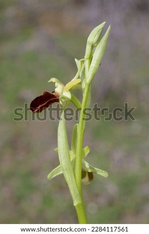 Ophrys sphegodes, Early Spider Orchid. Wild plant shot in spring.
