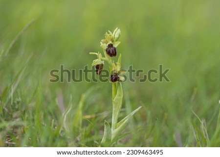 Ophrys sphegodes - A rare orchid growing in a meadow