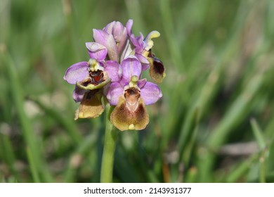Ophrys tenthredinifera, the sawfly orchid, is a terrestrial species of orchid native to the Mediterranean region from Portugal and Morocco to Turkey.