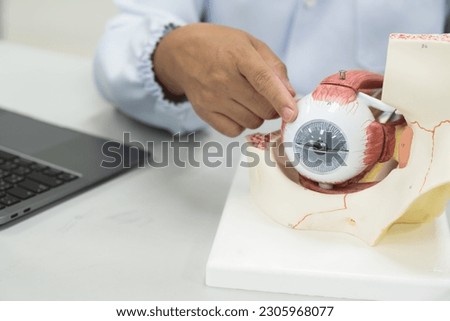 Ophthalmologist explain patient with eye anatomy model on white background.Part of human body model with organ system for health student study in university.Human eye model.Medical education concept.