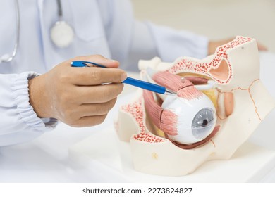 Ophthalmologist hand pointing eye anatomy human model on white background.Part of human body model with organ system for health student study in university.Human eye model.Medical education concept. - Shutterstock ID 2273824827