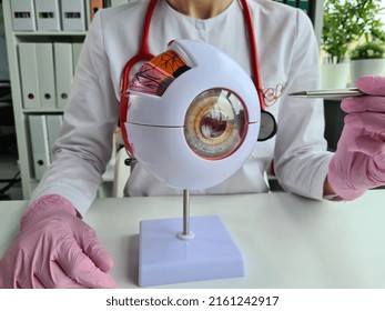 Ophthalmologist Holds Part Of Eye Model Eye Sample. Eye Anatomy Structure Health Care