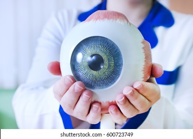 Ophthalmology oculus sample closeup. Ophthalmology, eye model close-up. The ophthalmologist is holding a model of the eye.