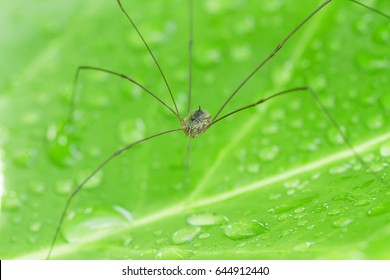 Opiliones In Nature