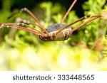 Opiliones,formerly known as Phalangida,are a widely recognized order of arachnids referred to as harvestmen,offering valuable insights into their characteristics and behavior.