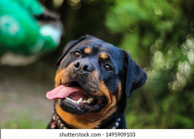 Rottweiler Stockfotos Bilder Und Fotografie Shutterstock