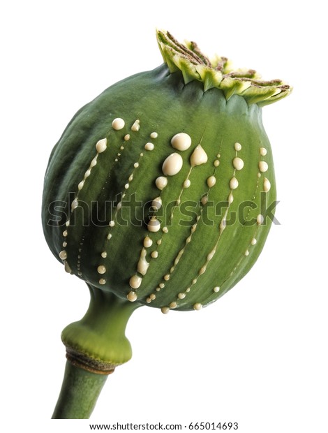 Opium Latex Flows Immature Macadamia Poppy Stock Photo (Edit Now) 665014693