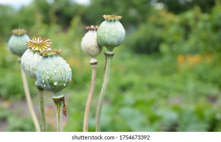 Opium poppies growing and cultivating in Afghanistan. Green unripe poppy heads.