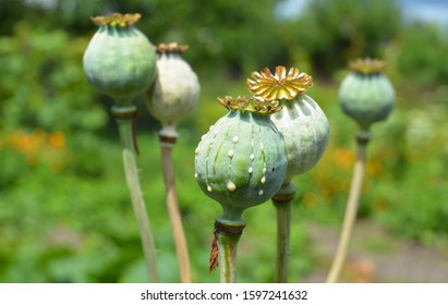 Opium poppies heads production in Afghanistan. Afghan opium poppy cultivation. 