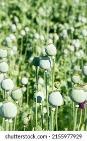 Opium poppies heads production in Afghanistan. Afghan opium poppy cultivation.