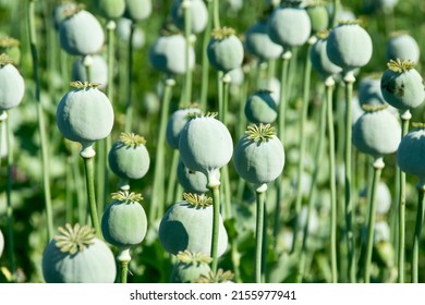Opium poppies heads production in Afghanistan. Afghan opium poppy cultivation.