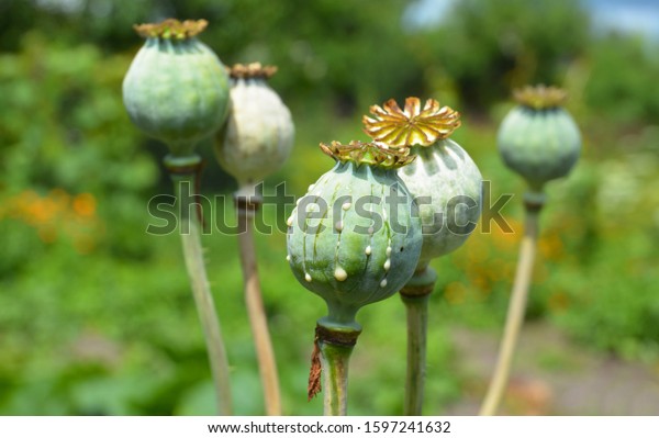 Opium poppies heads production in\
Afghanistan. Afghan opium poppy cultivation.\
