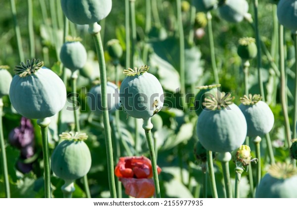 Opium poppies heads production in\
Afghanistan. Afghan opium poppy\
cultivation.