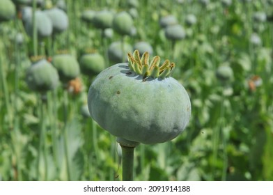 Opium Images, Stock Photos & Vectors | Shutterstock