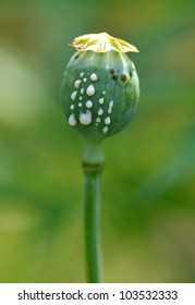 Opium Poppy