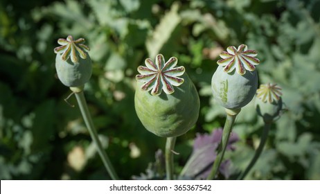 Opium Poppy