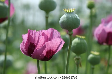 Opium Poppy