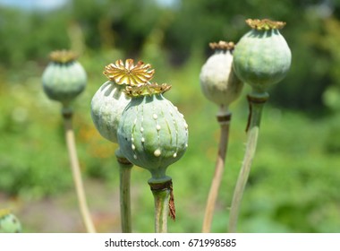 Opium poppy. Close up on Papaver somniferum, the opium poppy cultivation