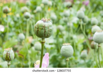 Opium Poppy Field