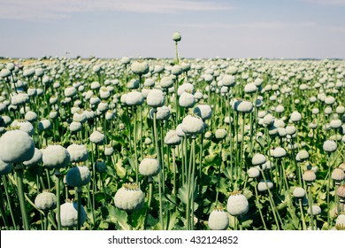 Opium Poppy Field