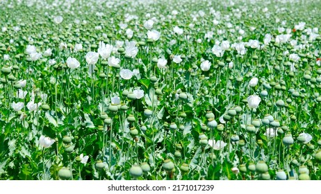 Opium Poppy Field And Flovers