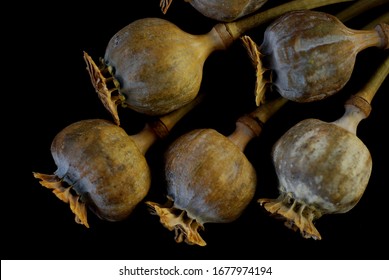 Opium Poppy Flowers Or Dry Opium Poppy On Black Background Opiate Drugs Narcotics